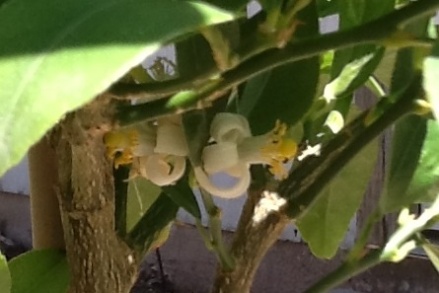 Lime tree flowers