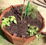 Newest herbs in my 5-in-1 dwarf apple tree pot: basil, cilantro, & dill.