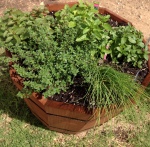 Herb garden in a pot with: chives, lemon thyme, spearmint, lemon balm & peppermint.