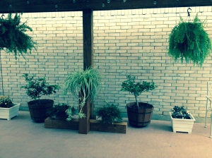 My plants