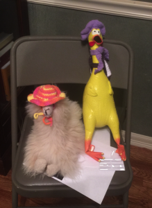 Klondike met a new friend llama from Peru! He's wearing Klondike's beach hat! 