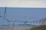 Dolphins along the coast of Gulf Shores, AL