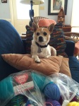 Rocco would sit with me while I crocheted on vacation. 