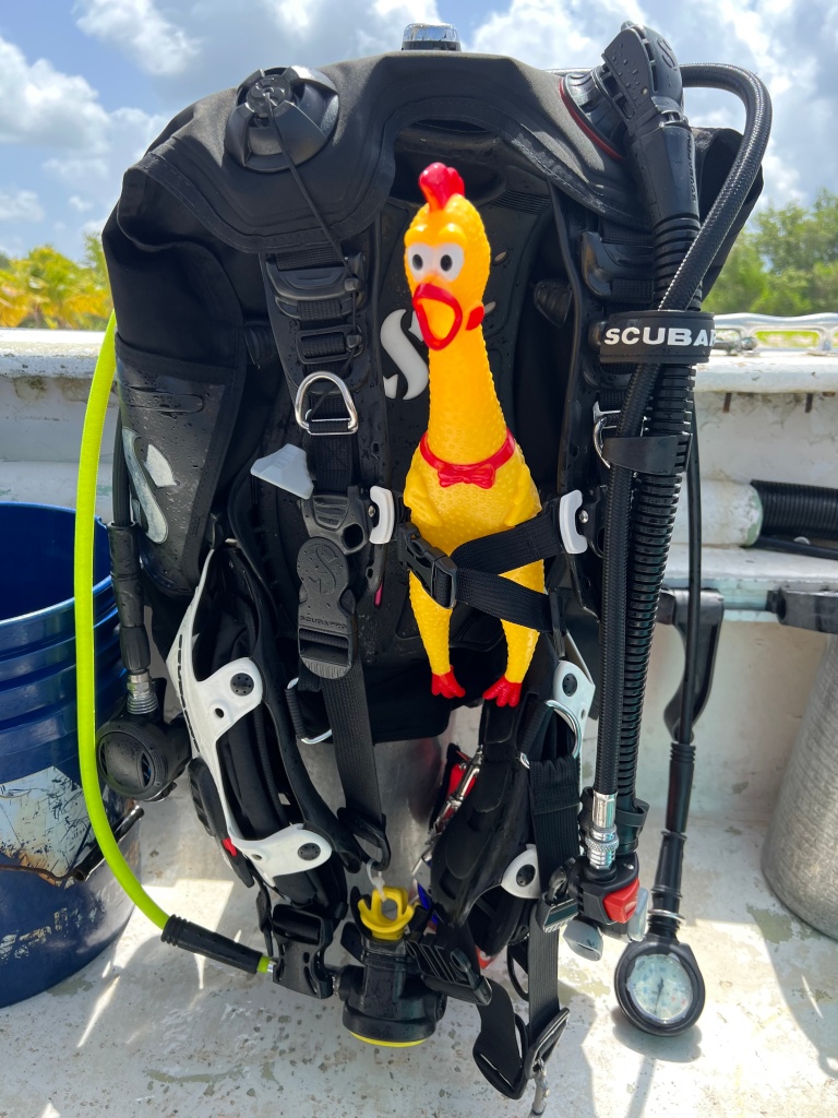 Birdee looks a little anxious trying on the scuba gear that looks way too big for her.